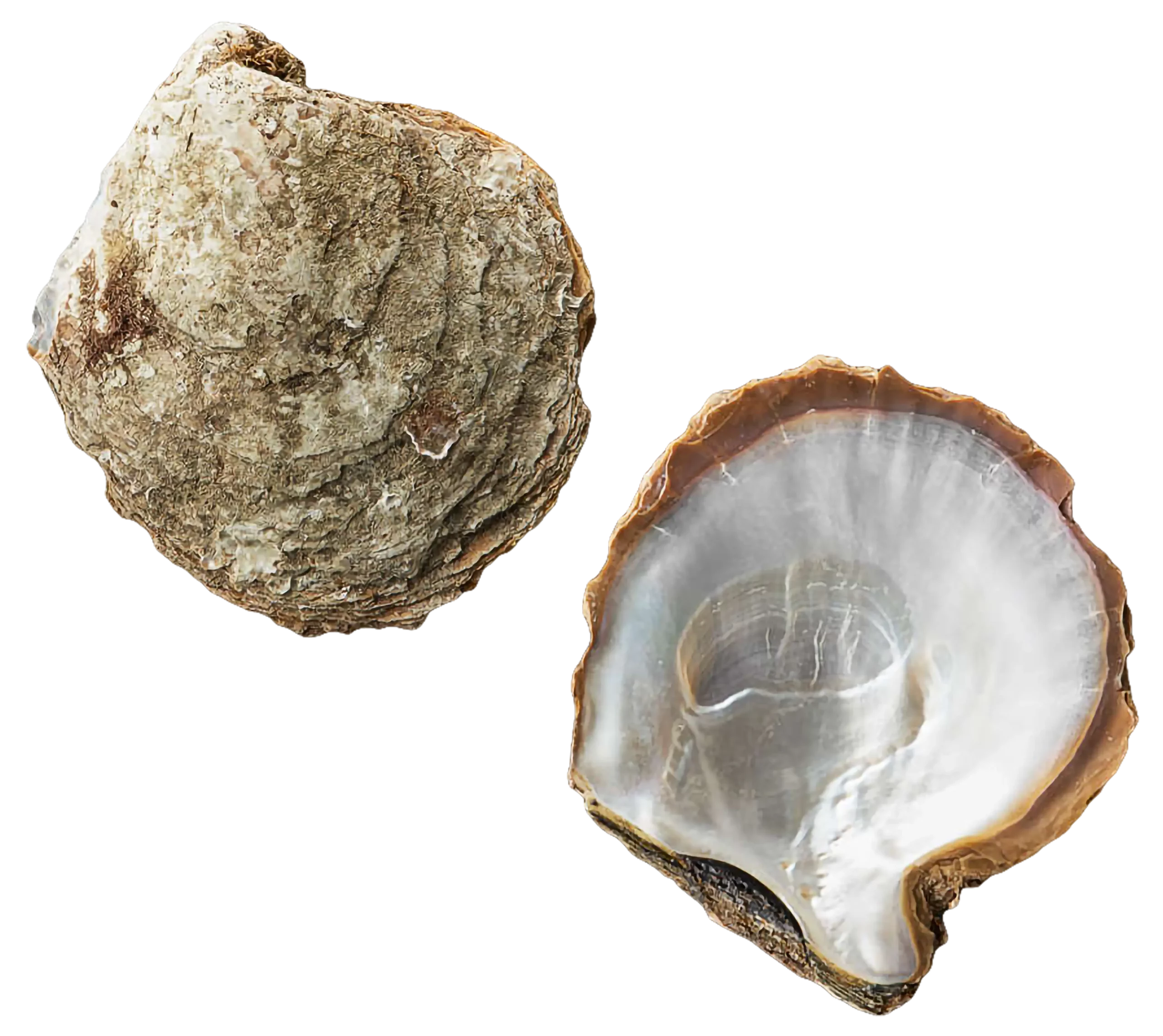 oyster shell Pinctada Maxima white south sea pearls