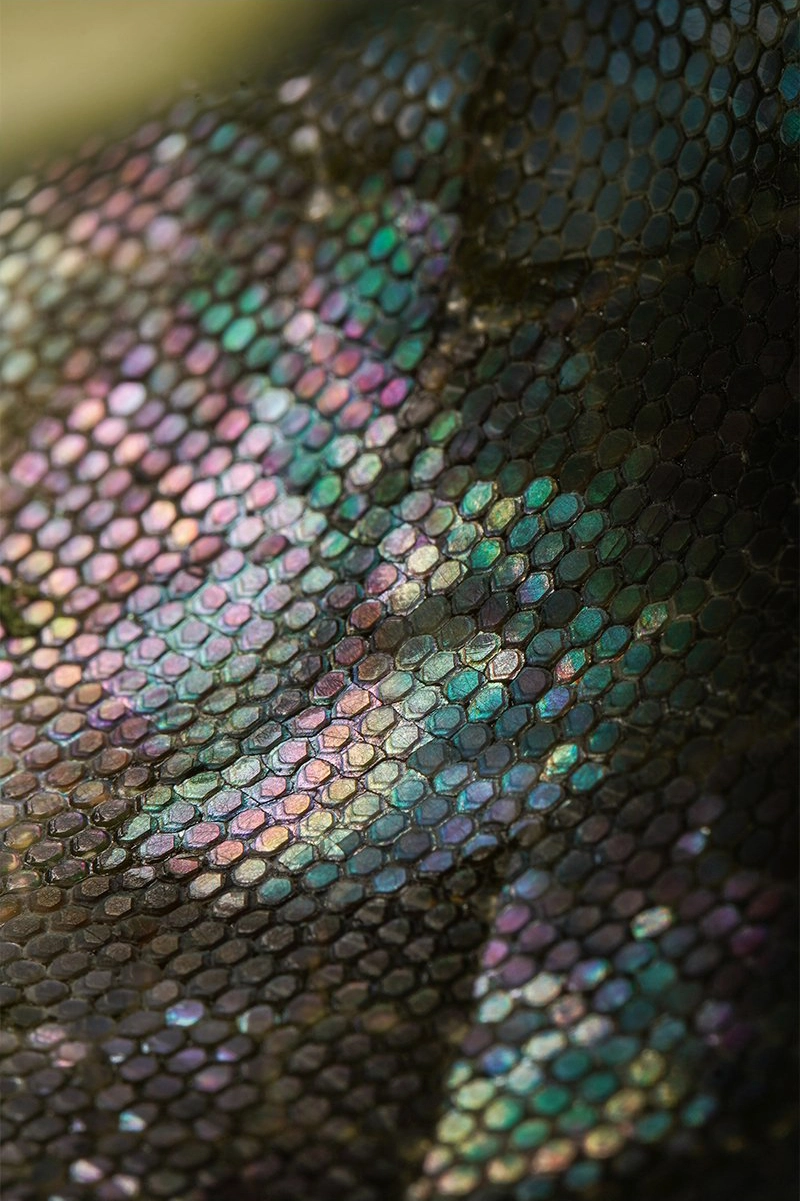 a close up of a mother of pearl leather