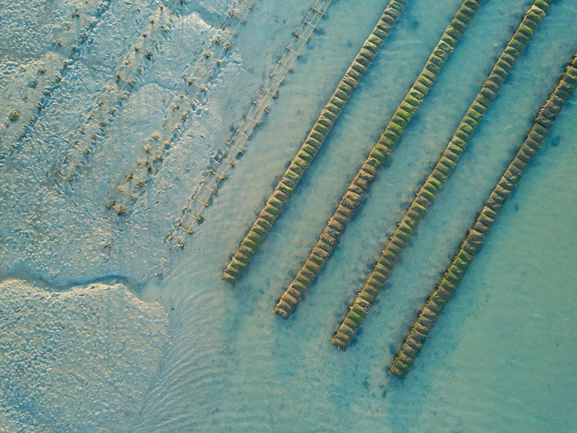 a group of mussels in the water pearl farm